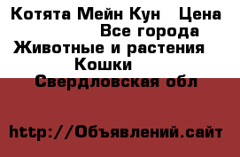 Котята Мейн Кун › Цена ­ 15 000 - Все города Животные и растения » Кошки   . Свердловская обл.